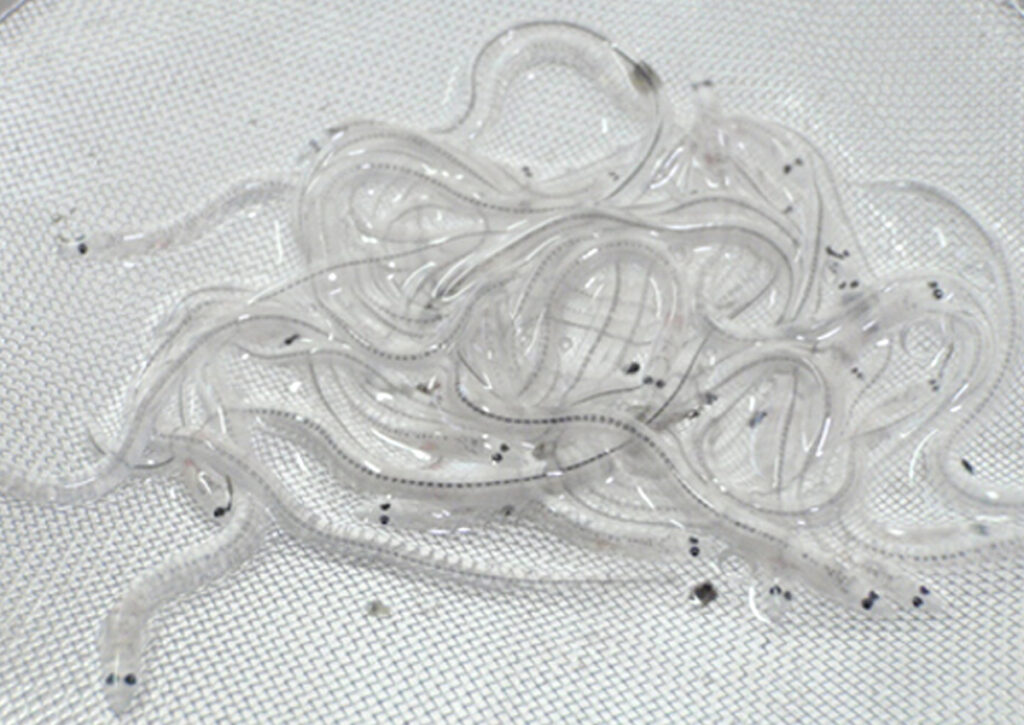 うなぎの稚魚　しらすうなぎ