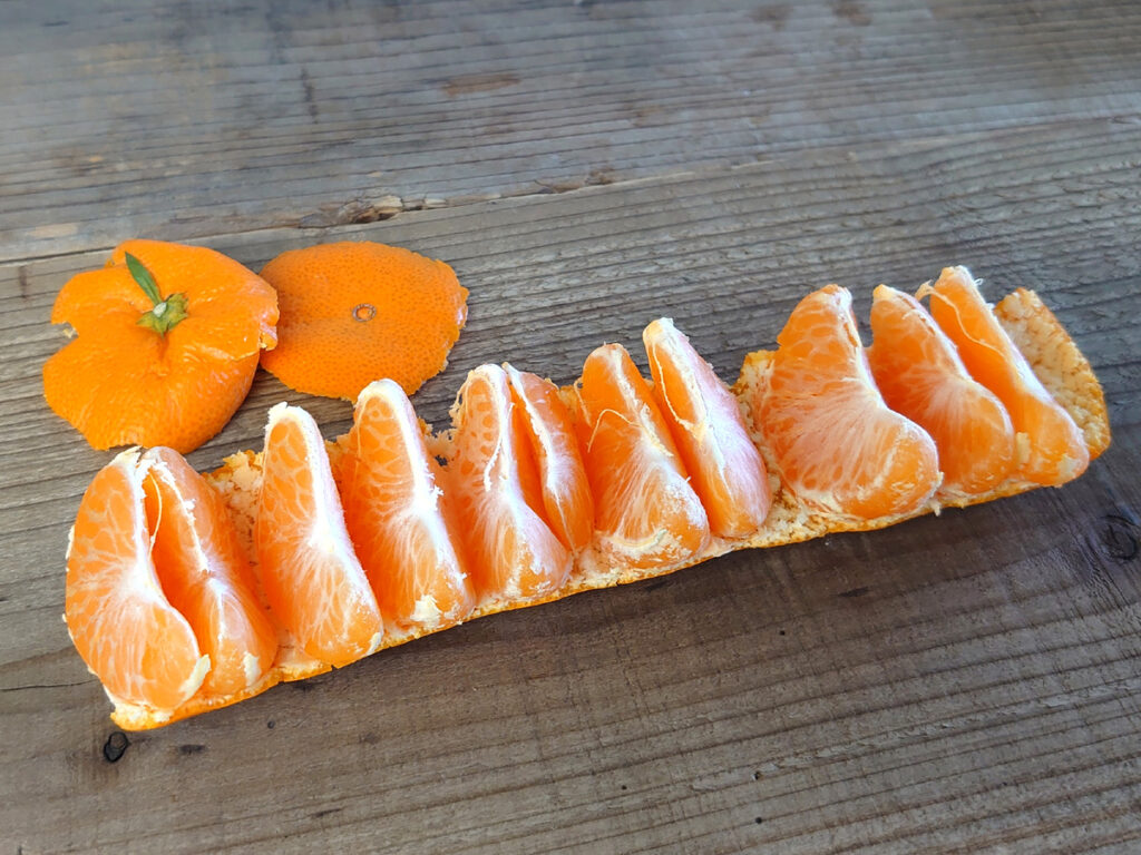 ベルト状に房を並べた温州みかん