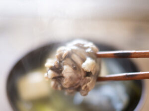 すっぽん鍋のふっくらとしたすっぽん肉を箸で持ち上げた料理イメージ