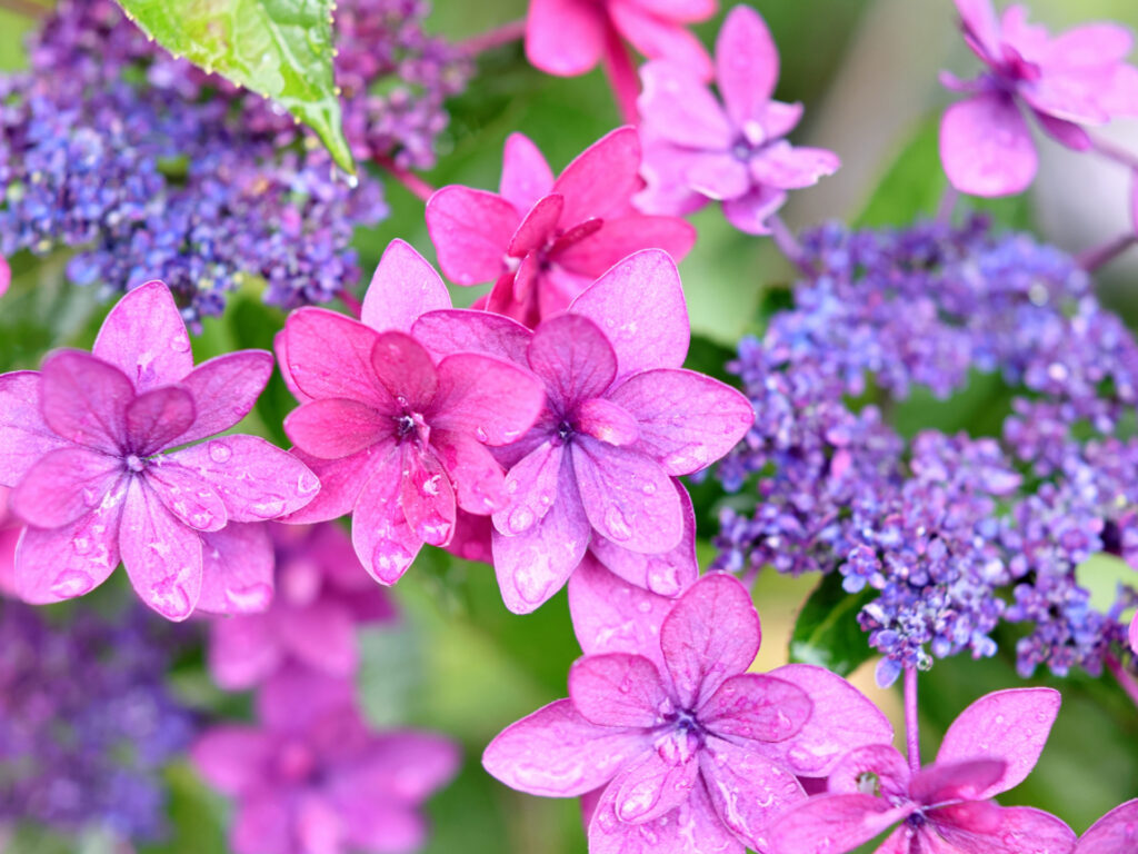 梅雨の雨でぬれたアジサイの花 紫陽花