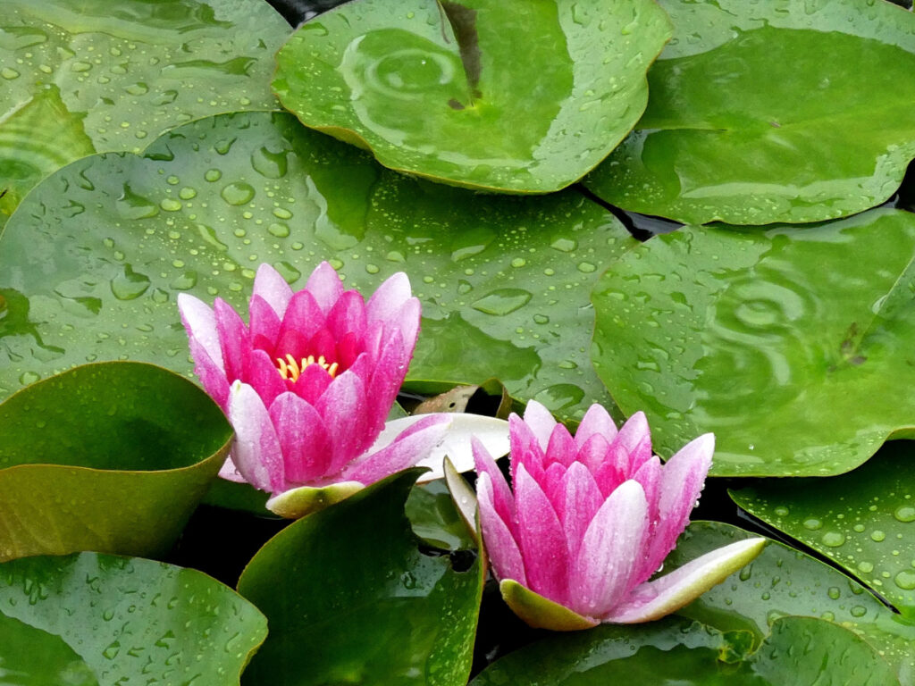 梅雨の日のスイレン