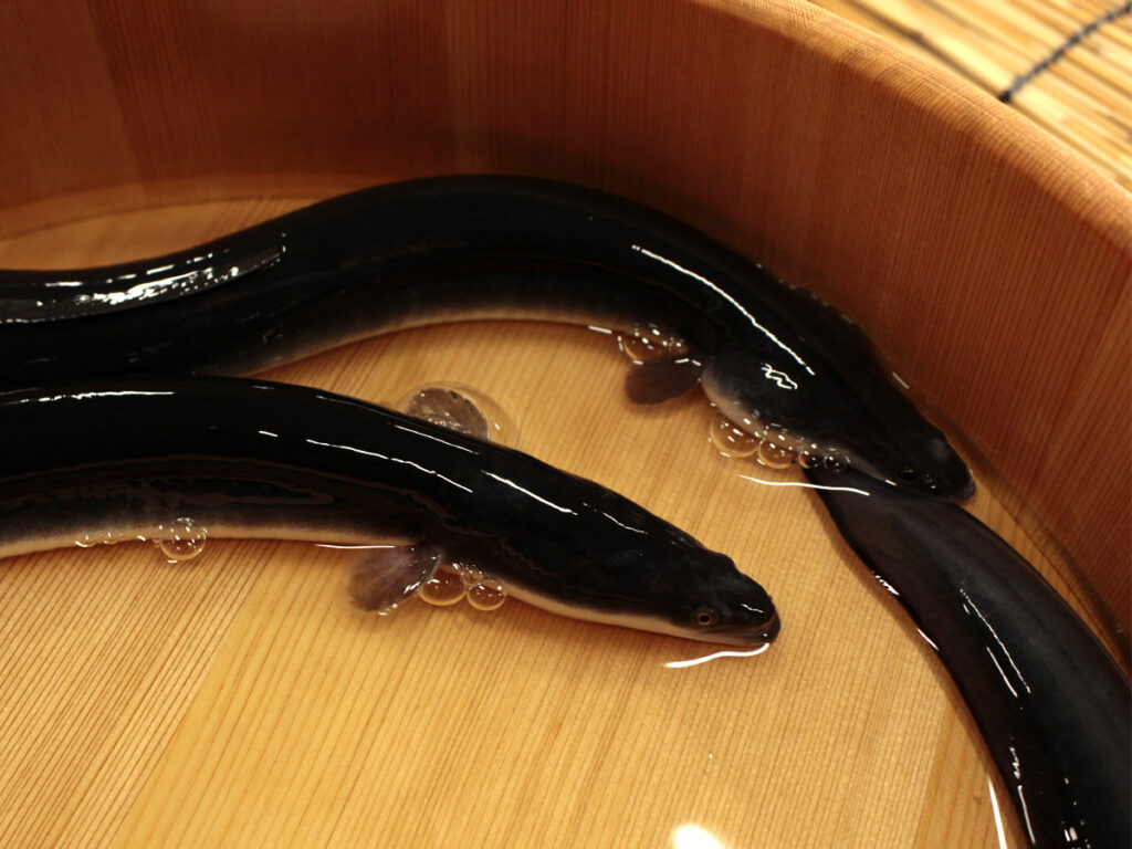 養殖うなぎ 天然うなぎ