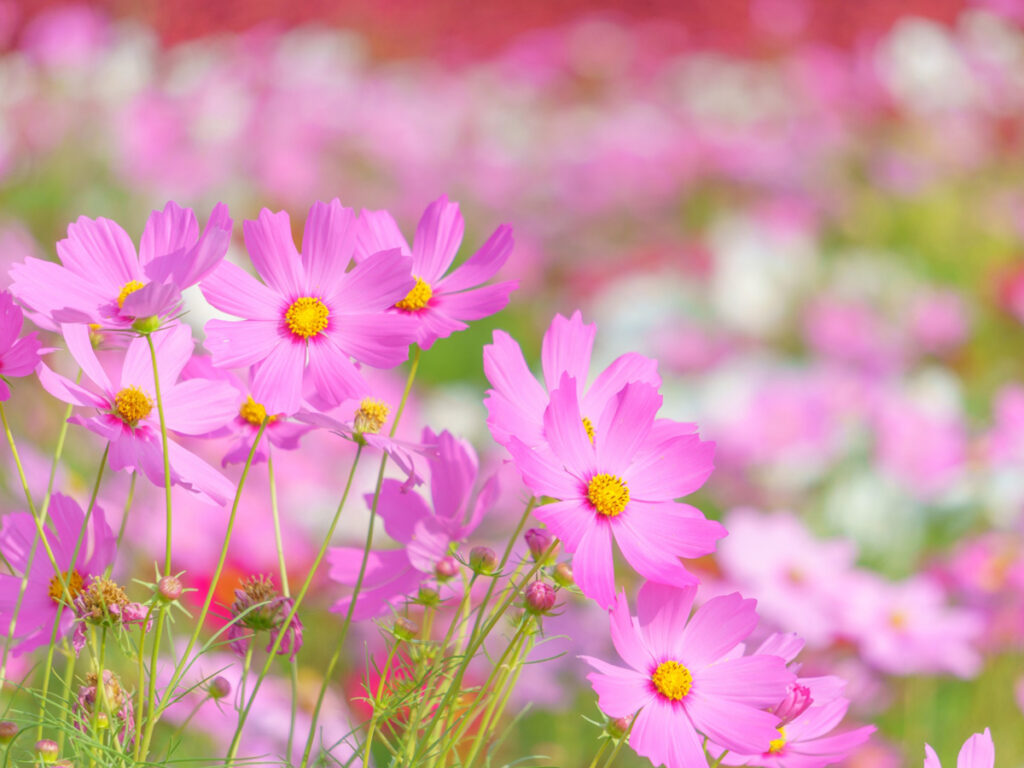処暑の秋桜
