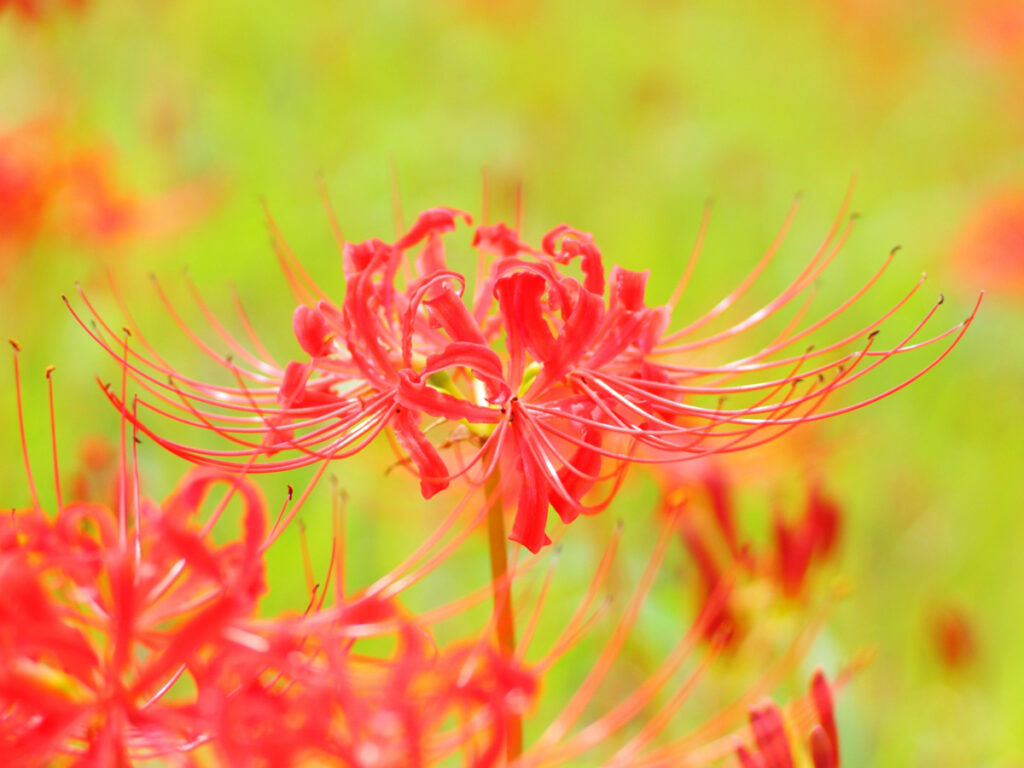 秋のお彼岸は「曼珠沙華（彼岸花）」が咲く季節。