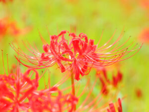 秋のお彼岸は「曼珠沙華（彼岸花）」が咲く季節。
