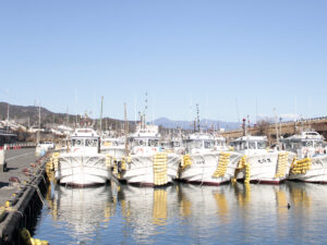 由比漁港 桜えび漁