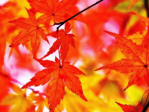 広がる紅葉　楓の葉
