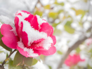 小雪　初雪に積もった椿