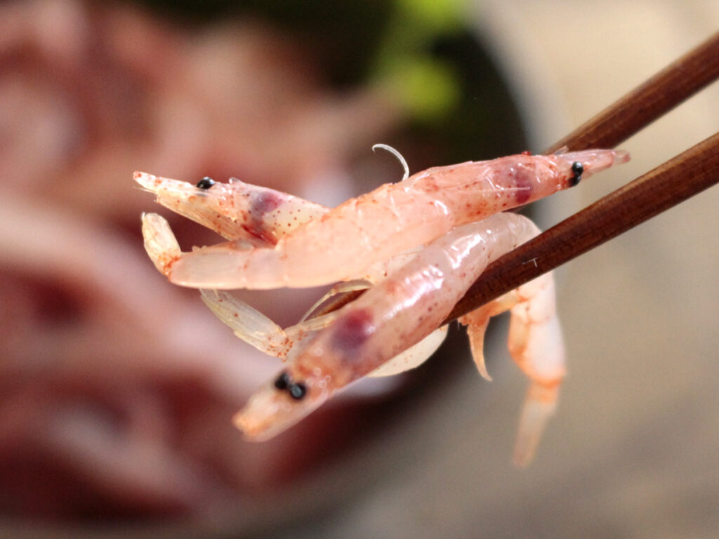 駿河湾 生桜えび