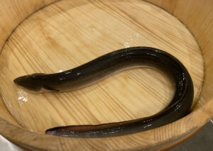 うなぎ　浜名湖うなぎ