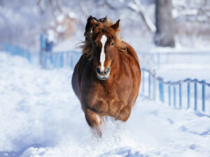 2026年 丙午（ひのえうま）年を象徴する力強く走る馬のイメージ