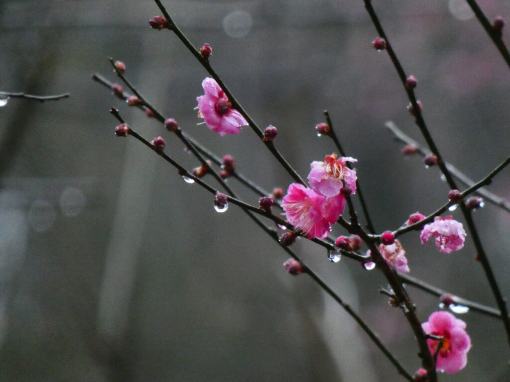 雨に濡れた梅の花と雫、春の始まりを感じる雨水の情景