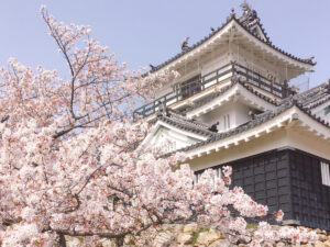 浜松城と満開の桜が彩る春の風景