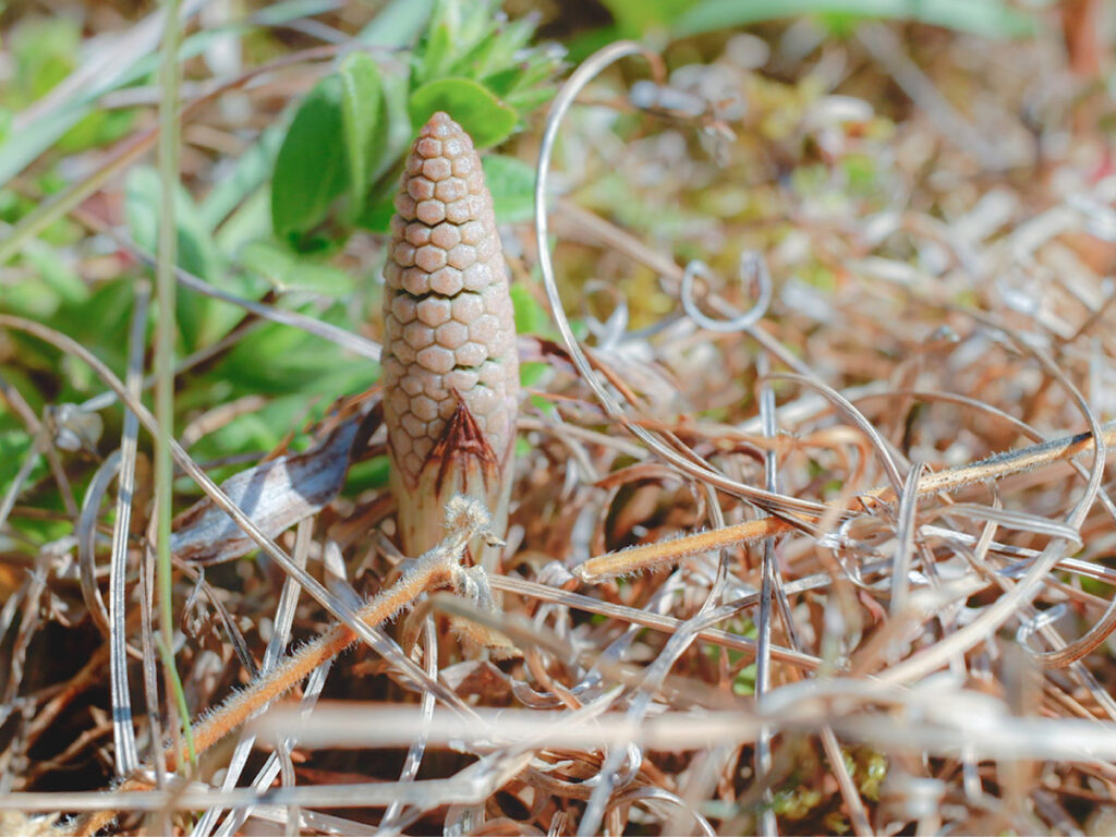 春の啓蟄に土から顔を出したつくし
