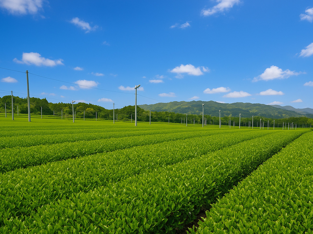 静岡県の茶畑に広がる緑の茶葉と青空